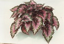 Begonia